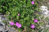 Geranium sanguineum. Цветущее растение. Крым, гора Чатырдаг (нижнее плато), каменистый участок луговой степи. 05.06.2016.