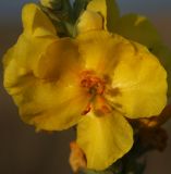 Verbascum phlomoides. Аномальный цветок с шестью тычинками. Крым, Красноперекопский р-н. 19.07.2009.