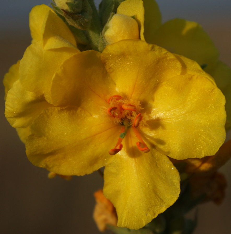 Изображение особи Verbascum phlomoides.