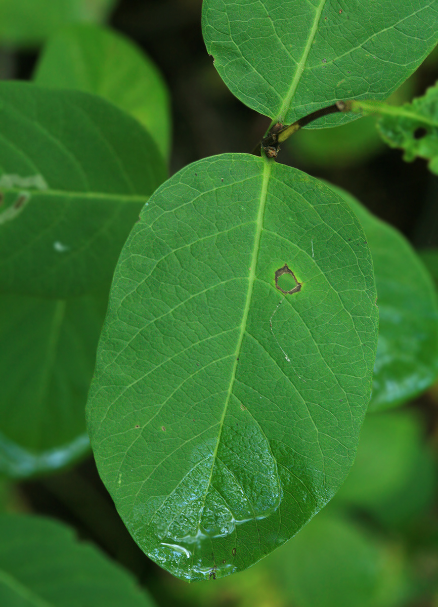 Изображение особи Lonicera chamissoi.