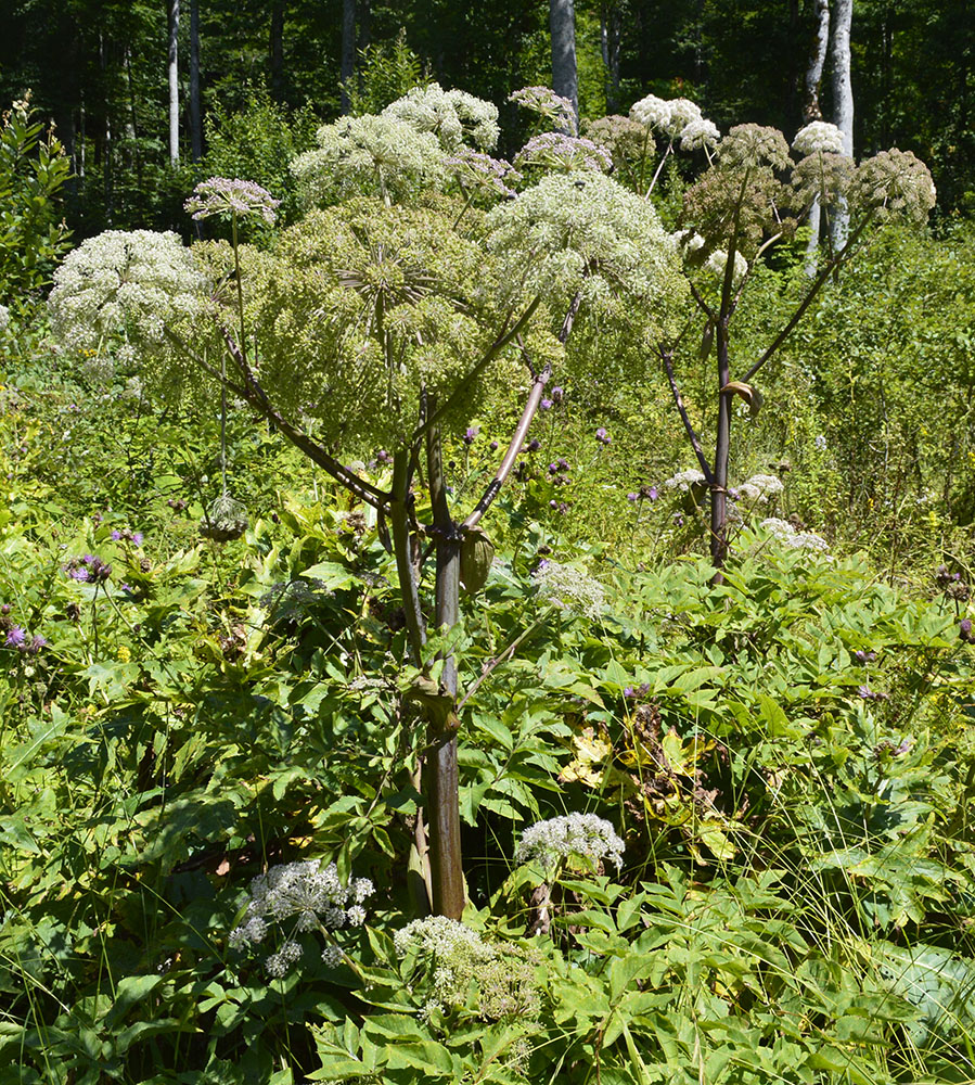 Изображение особи Angelica pachyptera.