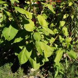 Phytolacca acinosa