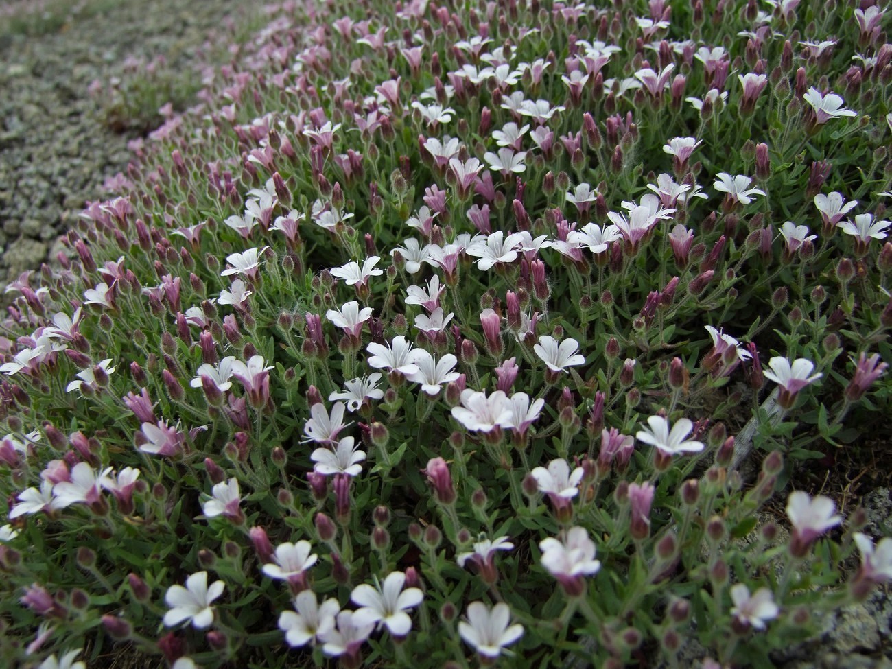 Image of Gypsophila violacea specimen.