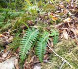 Polypodium vulgare