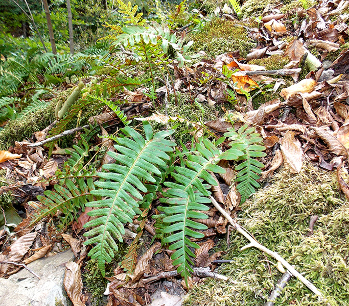 Изображение особи Polypodium vulgare.