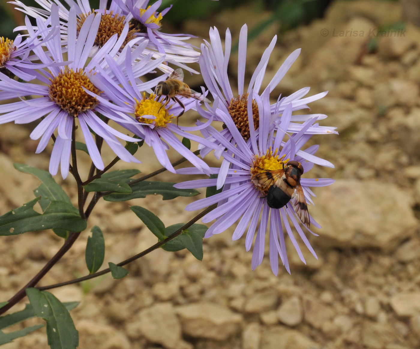 Изображение особи Aster maackii.