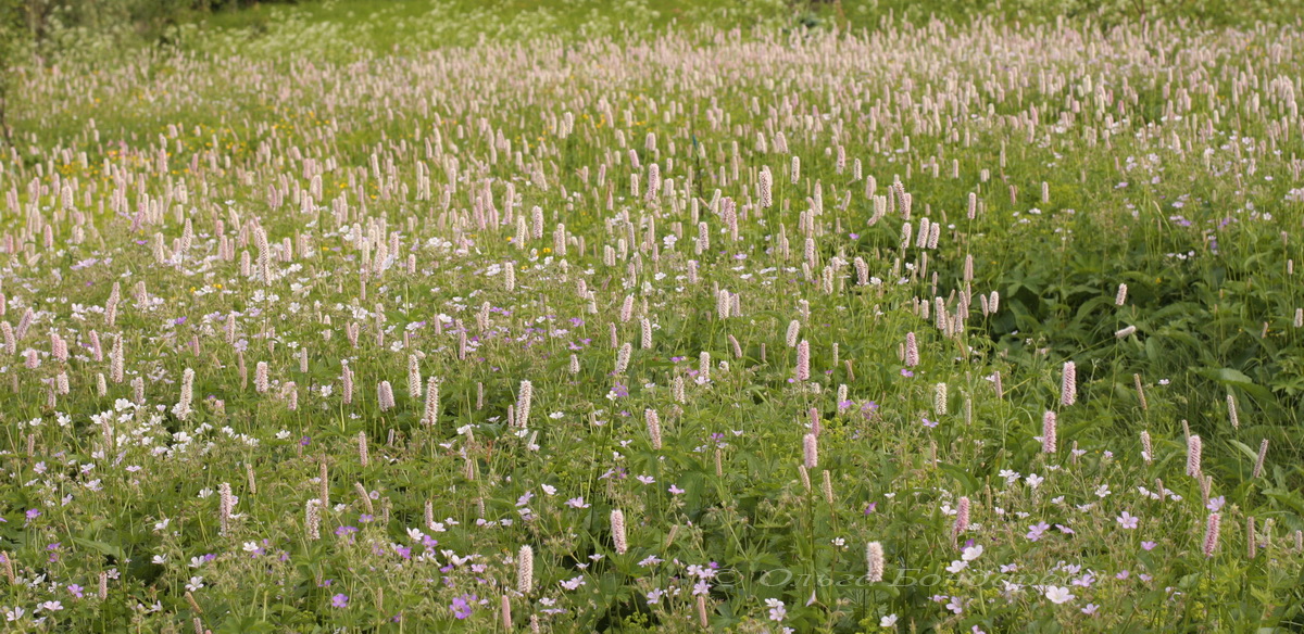 Изображение особи Bistorta officinalis.