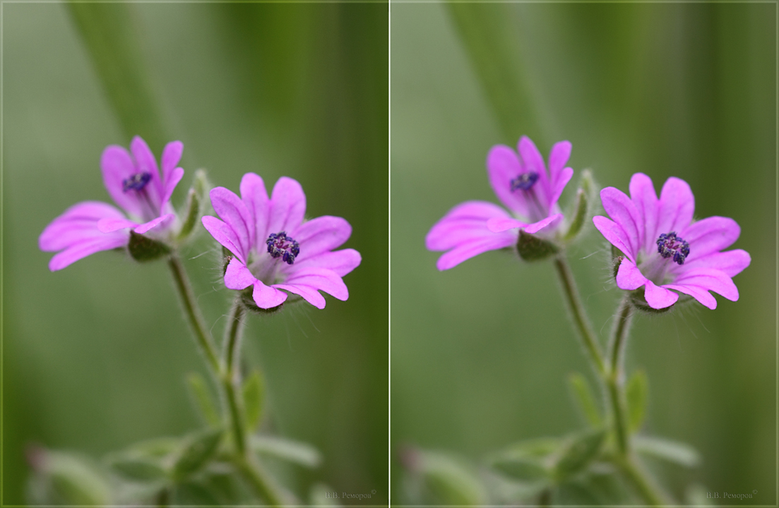 Image of Geranium molle specimen.