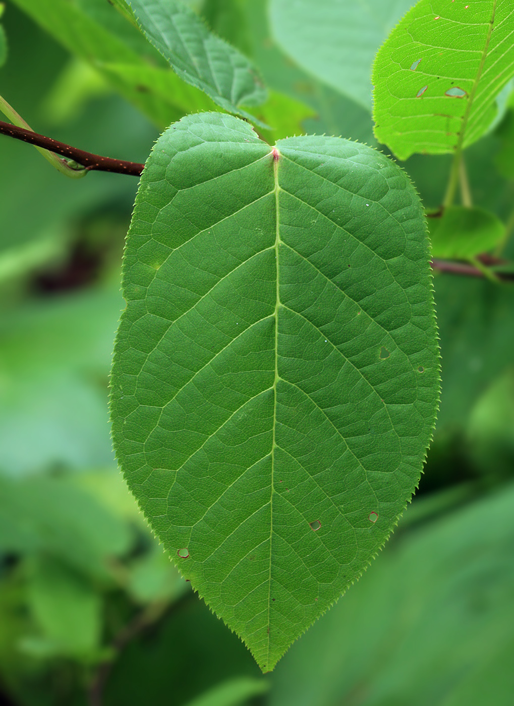 Image of Padus ssiori specimen.