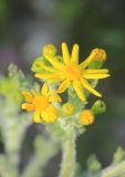 Senecio vernalis. Распустившиеся и нераспустившиеся соцветия. Черноморское побережье Кавказа, г. Новороссийск, сорное. 9 апреля 2016 г.