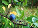 Prunus spinosa. Часть ветви с созревающим плодом. Пензенская обл., Каменский р-н, окр. с. Владыкино, опушка \"Владыкинского леса\". 10 августа 2016 г.