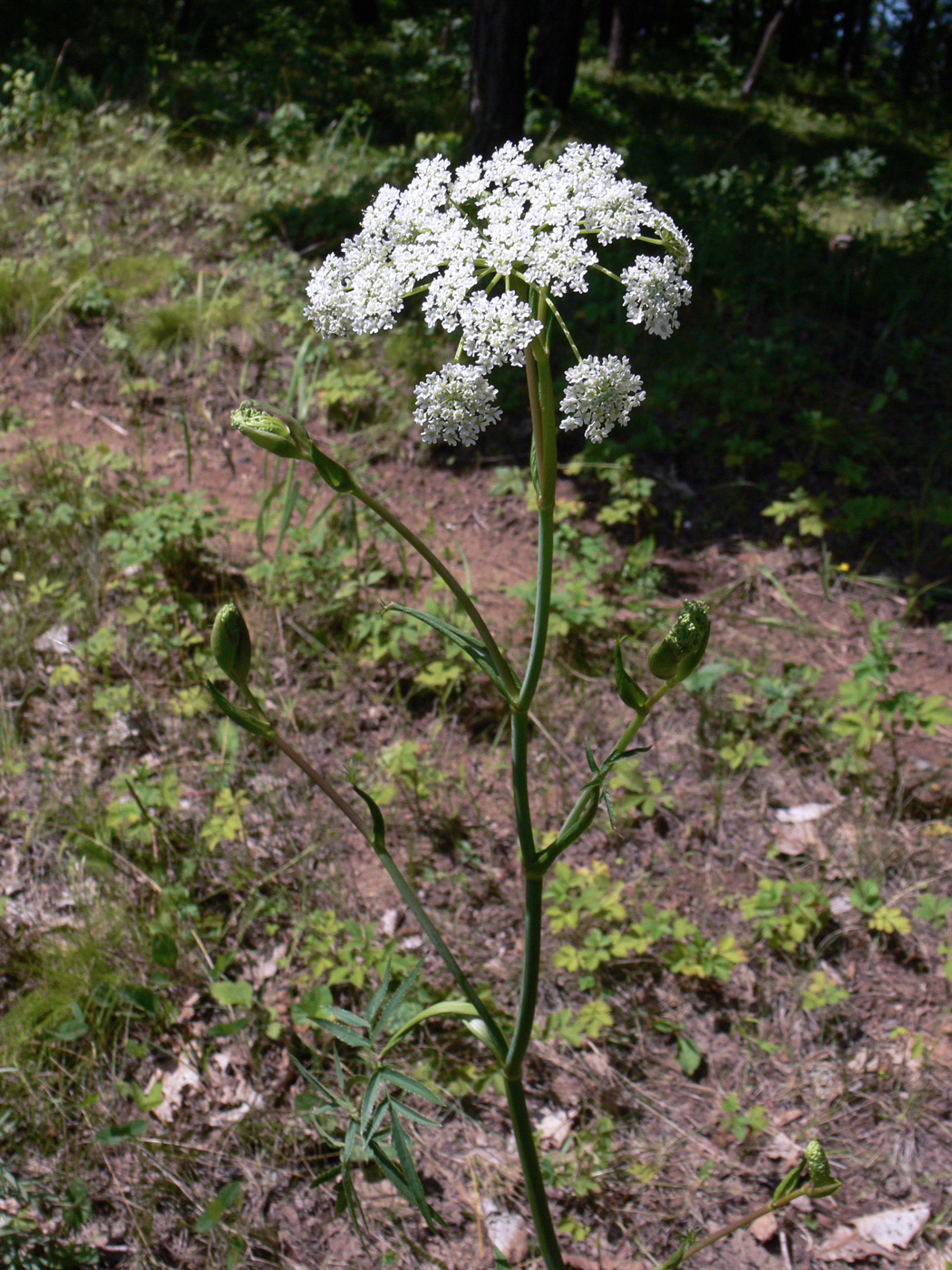 Image of Angelica czernaevia specimen.