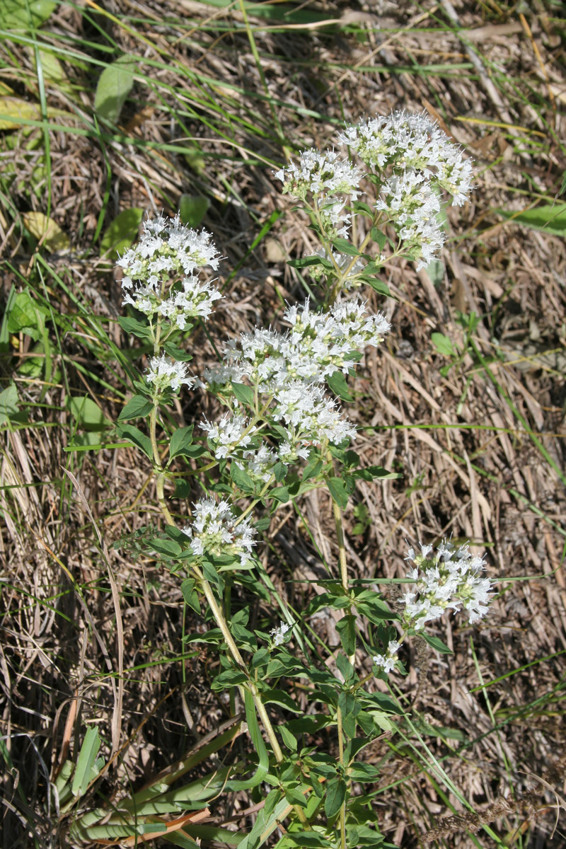 Image of Origanum vulgare ssp. viride specimen.