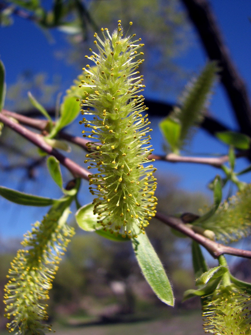 Image of Salix euxina specimen.