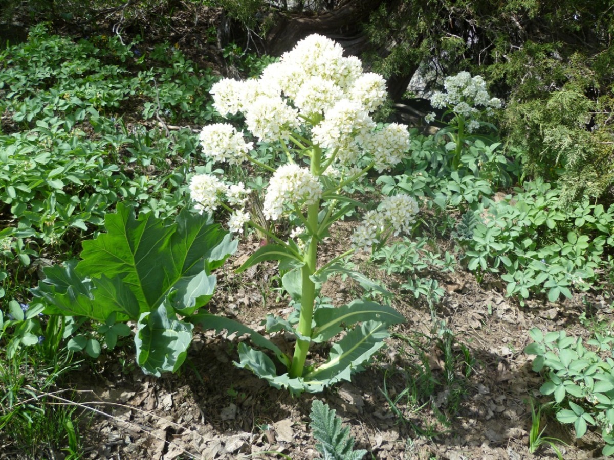 Изображение особи Megacarpaea gigantea.