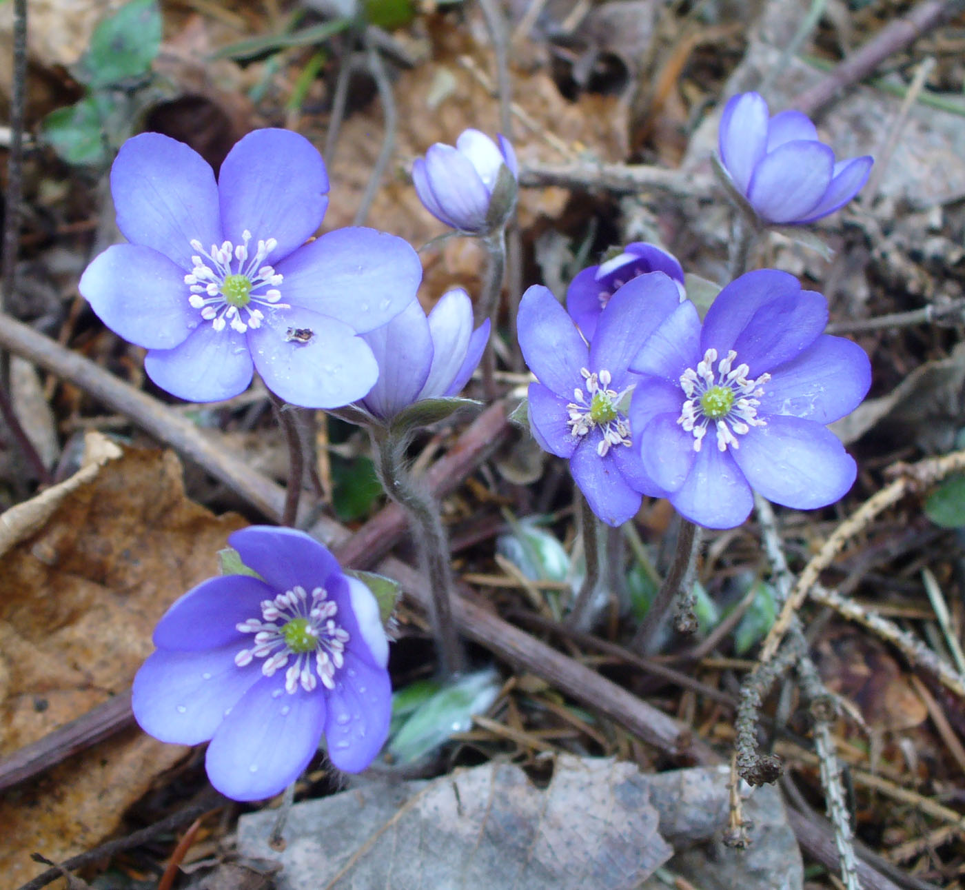 Image of Hepatica nobilis specimen.