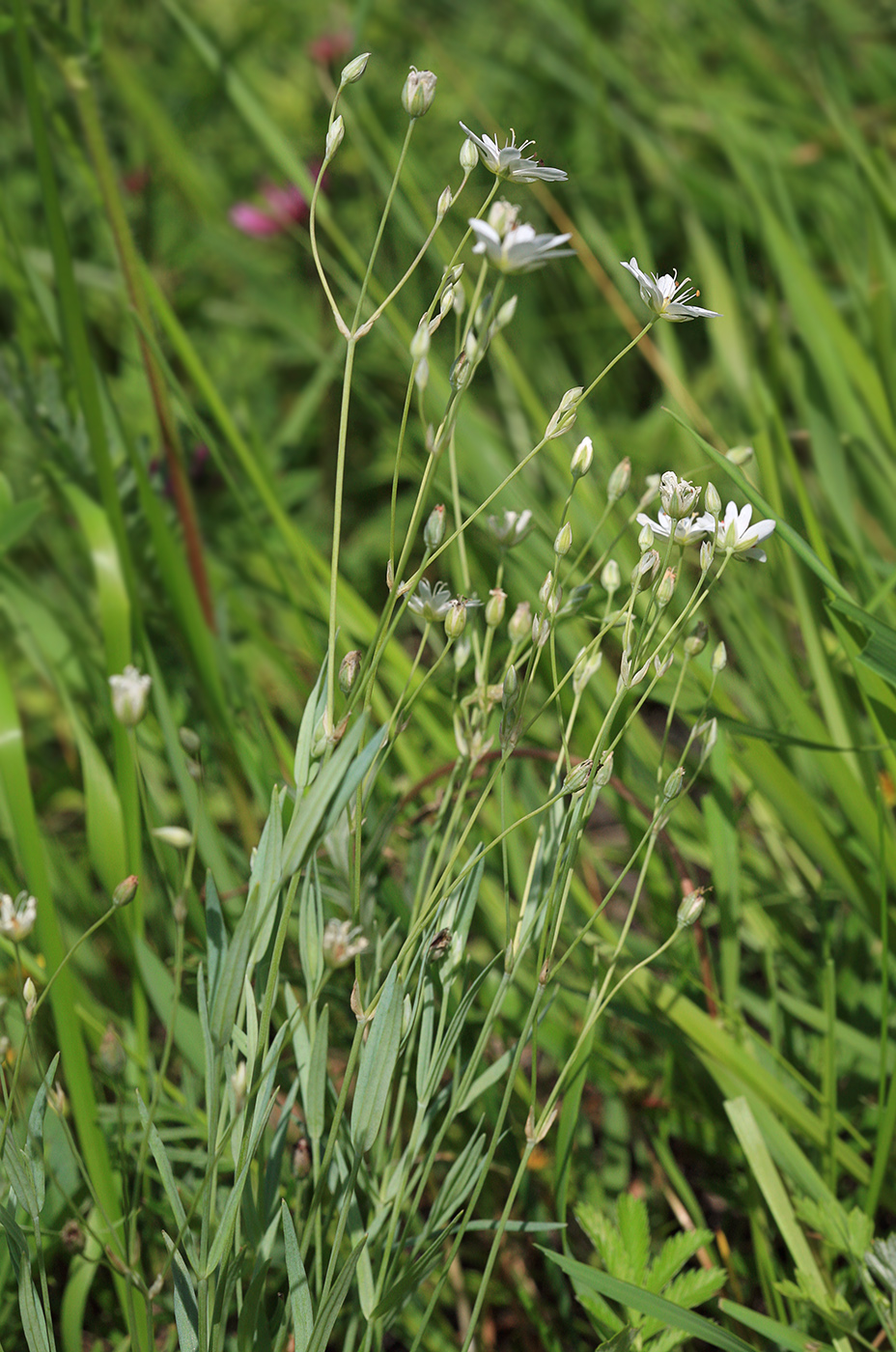 Image of Stellaria dahurica specimen.