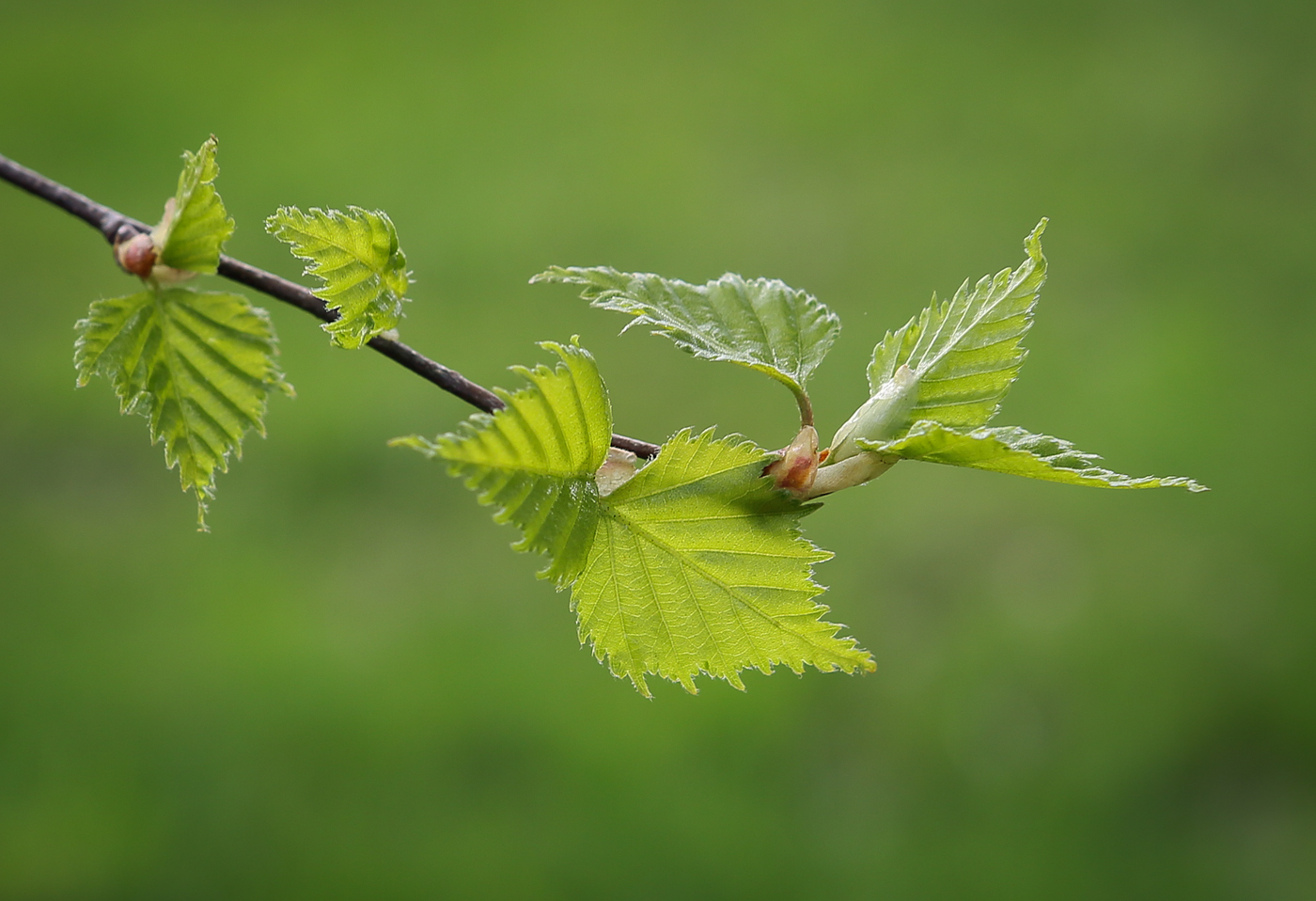Изображение особи Betula pendula.
