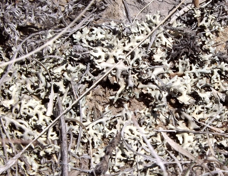 Изображение особи Xanthoparmelia vagans.