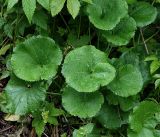 Ranunculus cassubicus