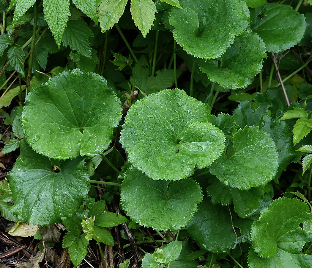 Изображение особи Ranunculus cassubicus.