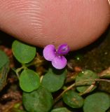 Desmodium triflorum