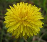 genus Taraxacum