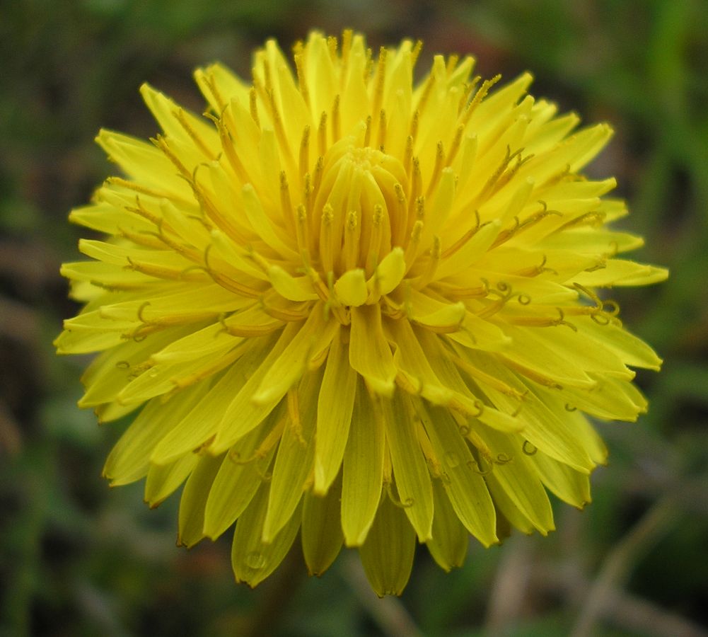 Image of genus Taraxacum specimen.