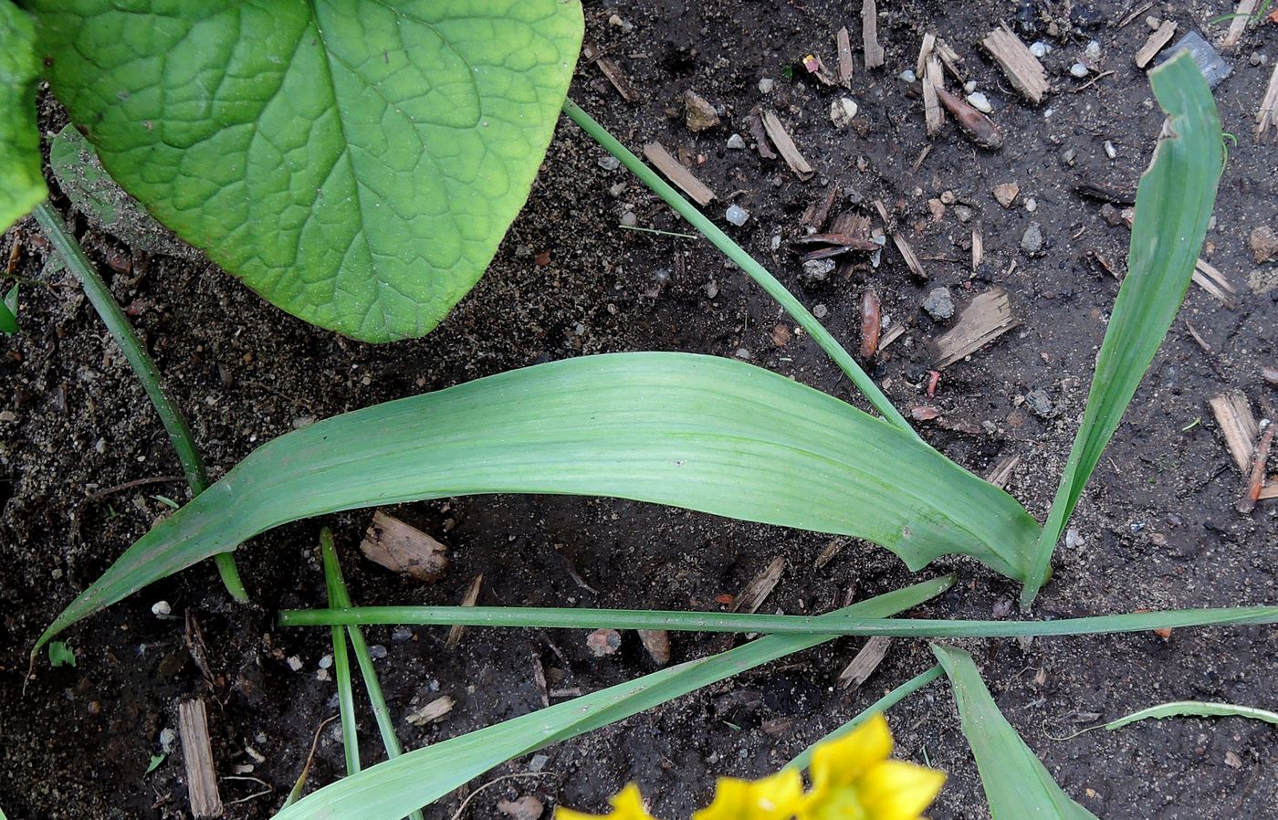 Image of Allium moly specimen.