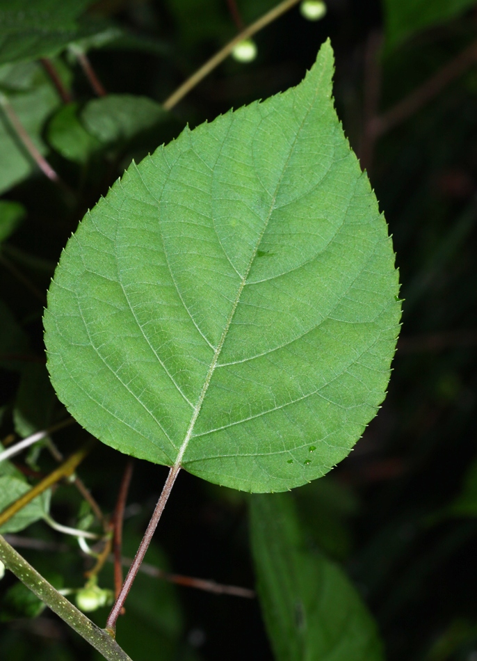 Изображение особи Actinidia polygama.