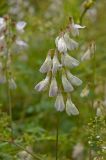 Vicia sylvatica. Соцветие в дождевых каплях. Пермский край, Ординский р-н, окр. с. Карьево, долина р. Ирень, луг. 22 июля 2017 г.