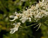 Heracleum sosnowskyi. Цветки. Пермский край, Кунгурский р-н, долина р. Ирень в р-не урочища Кокуй, правый берег, луг. 22 июля 2017 г.