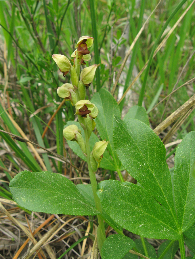 Image of Steveniella satyrioides specimen.