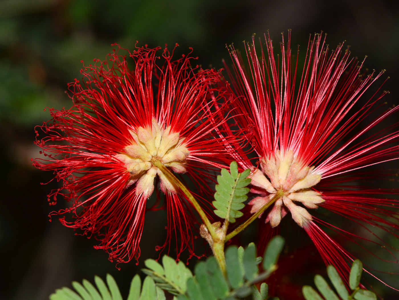 Изображение особи Calliandra californica.