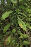 Oenothera rubricaulis