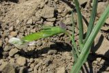 Lathyrus sphaericus. Часть побега с плодом-бобом. Южный Берег Крыма, каменистая поляна над бухтой Ласпи. 26 апреля 2010 г.