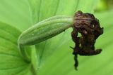 Cypripedium calceolus