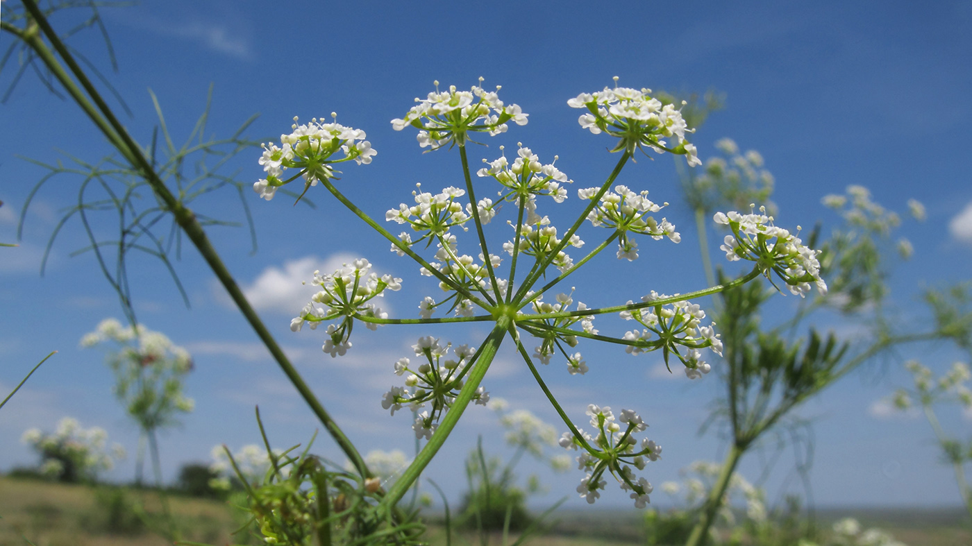 Изображение особи Chaerophyllum bulbosum.