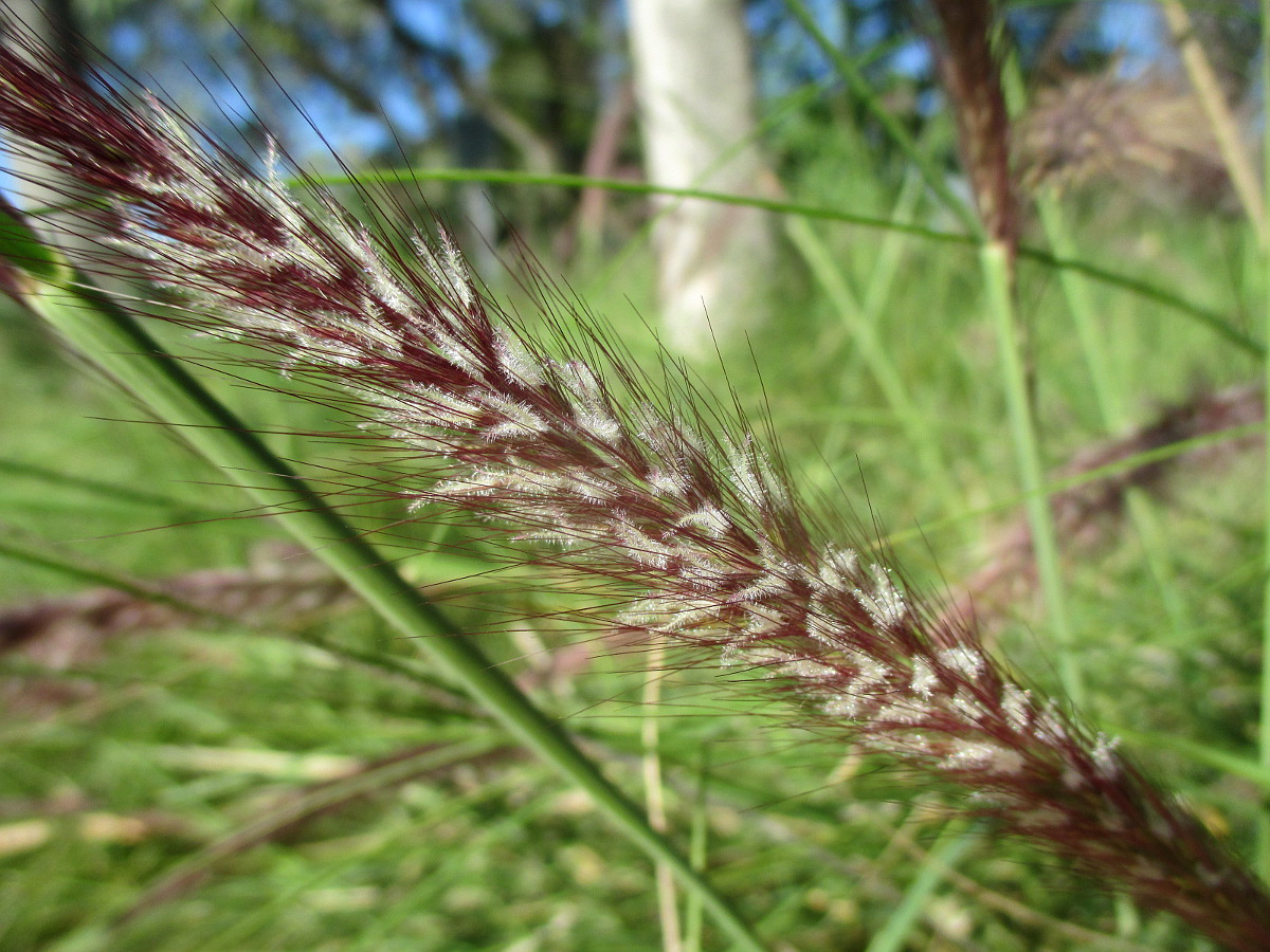 Image of Pennisetum setaceum specimen.