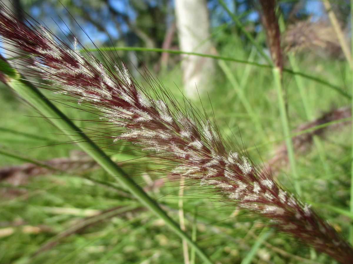 Изображение особи Pennisetum setaceum.