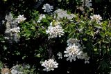 Iberis sempervirens