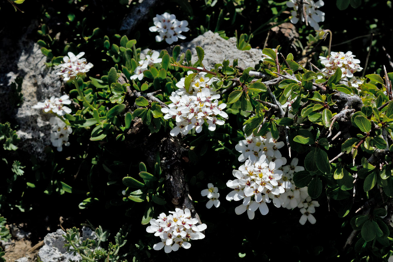 Image of Iberis sempervirens specimen.
