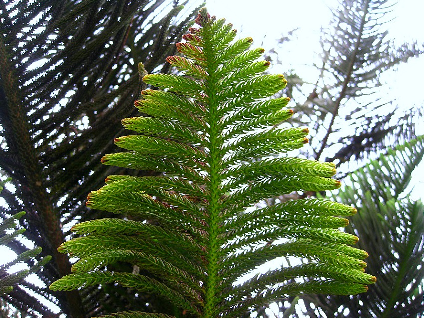 Image of Araucaria heterophylla specimen.