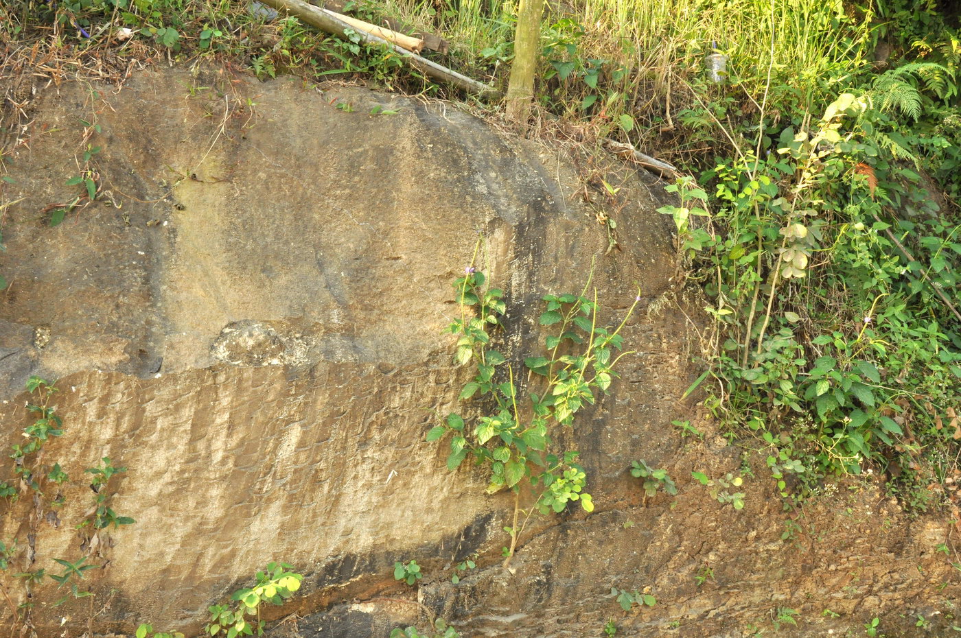 Image of genus Stachytarpheta specimen.