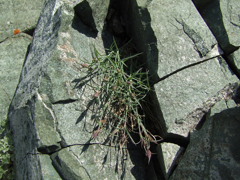 Image of Dianthus repens specimen.