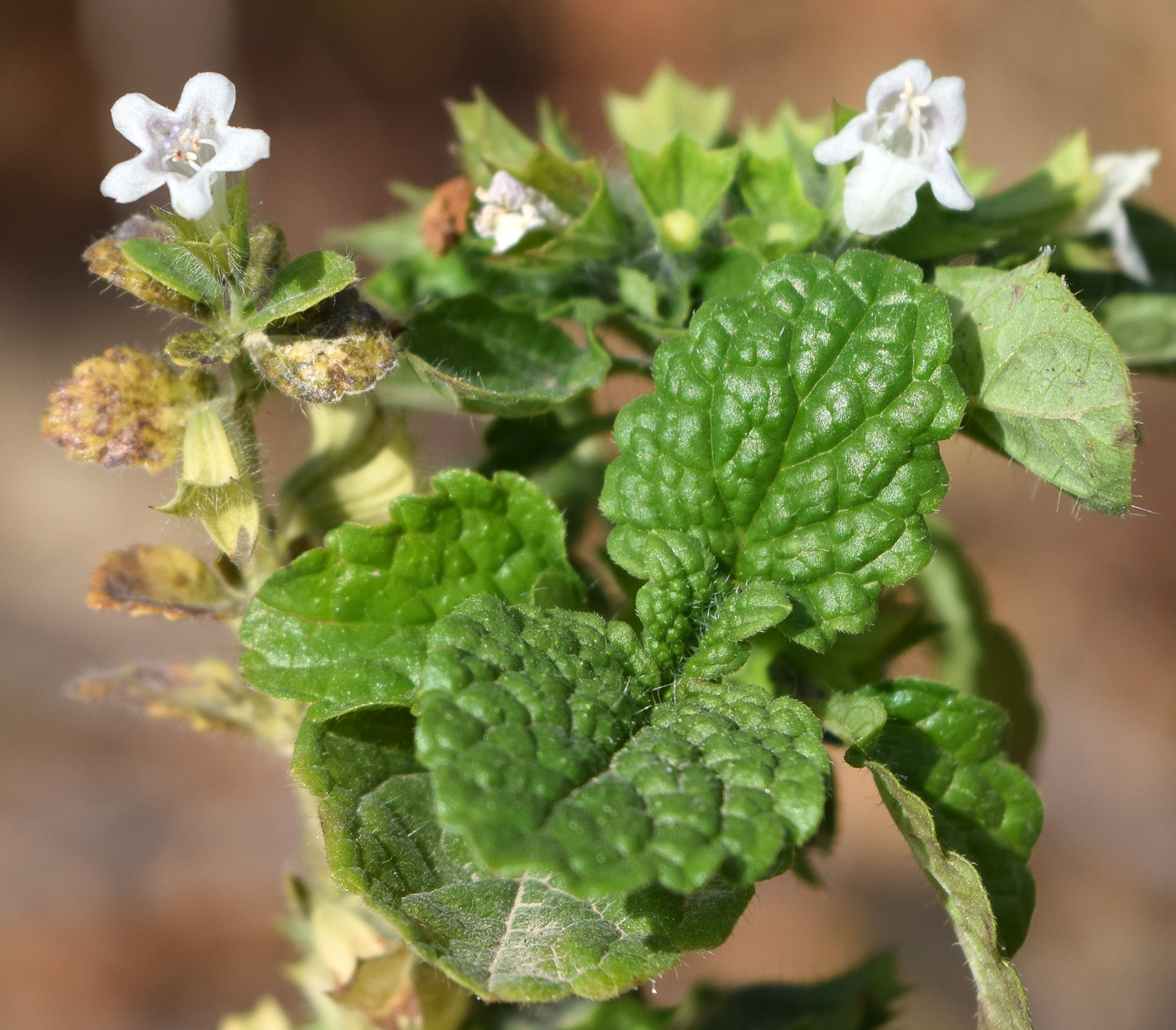 Изображение особи Melissa officinalis.