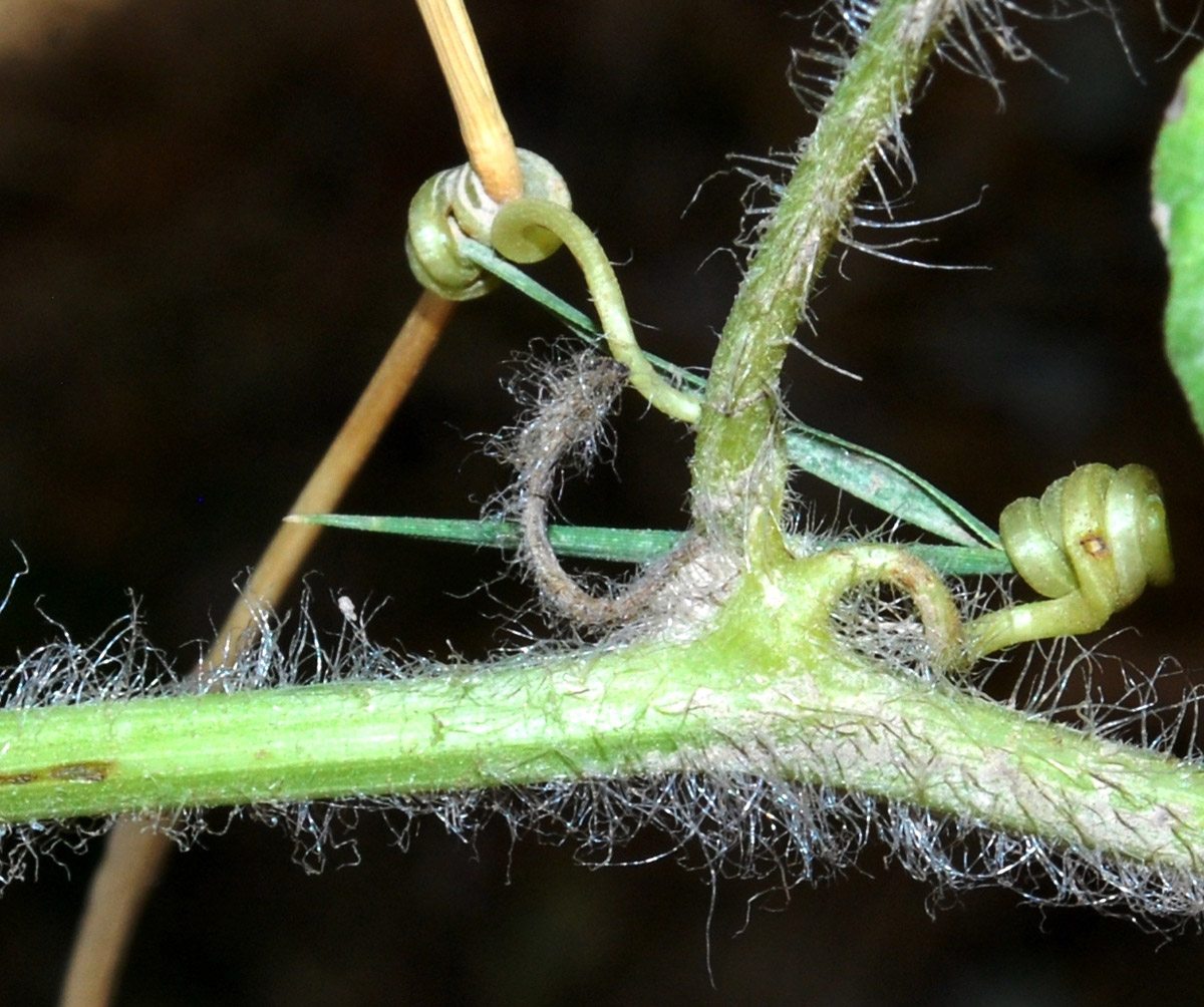 Image of Citrullus lanatus specimen.