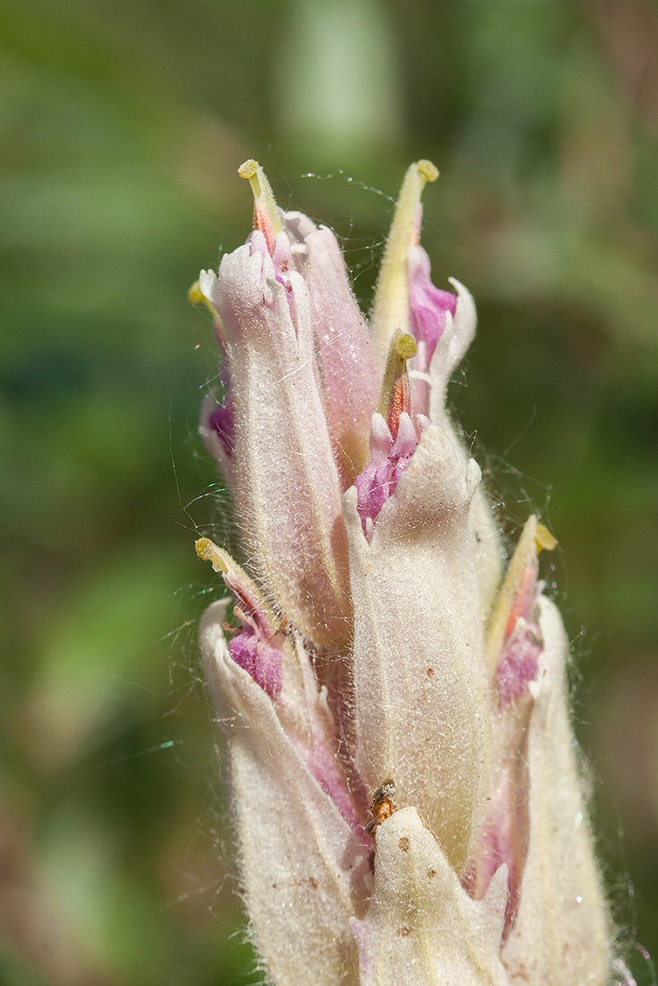 Image of Castilleja lapponica specimen.