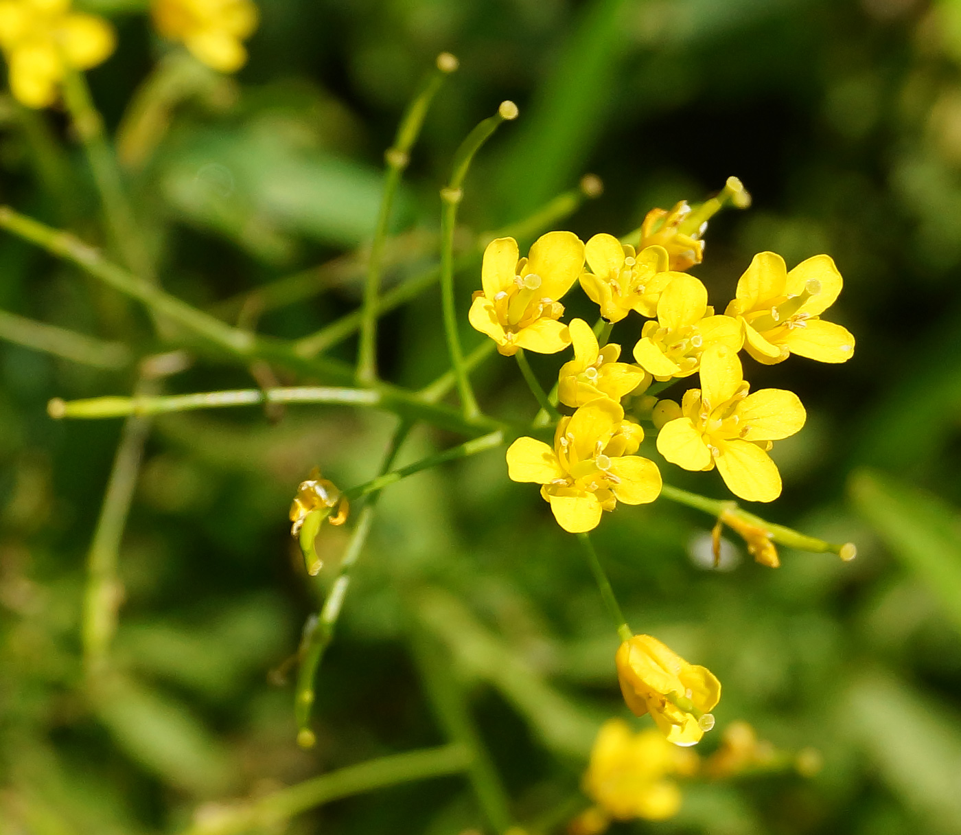 Изображение особи Rorippa sylvestris.