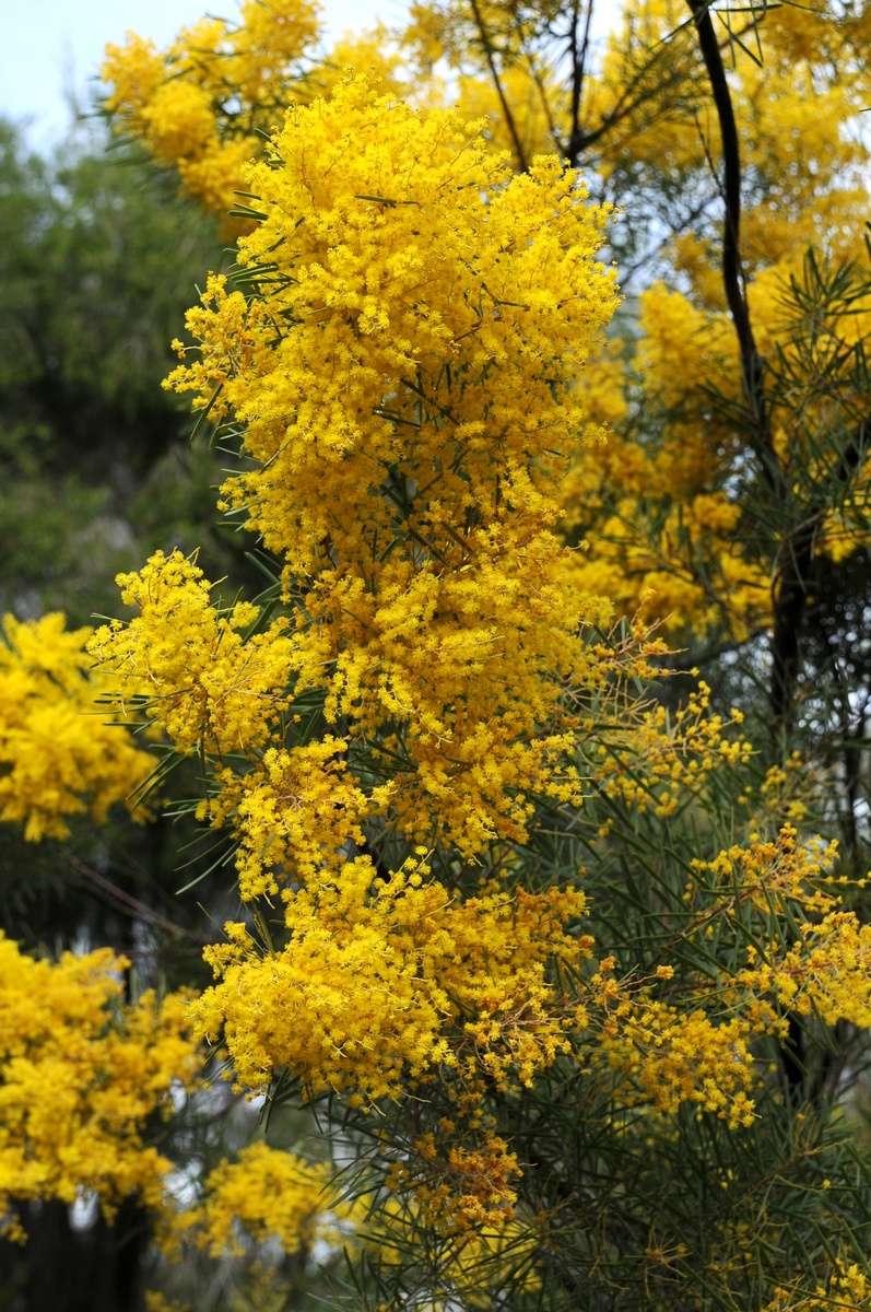 Изображение особи Acacia boormanii.